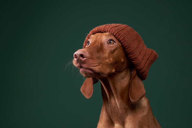 File:Dog-image.png